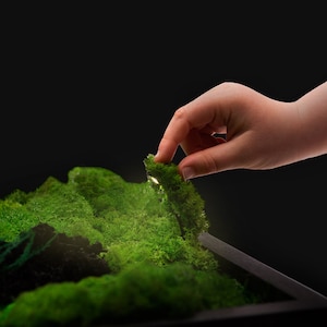 Puede incluir: Primer plano de un marco negro rectangular lleno de musgo verde vibrante. Una mano toca suavemente el musgo, sugiriendo un paisaje en miniatura o un terrario. El fondo es negro liso.