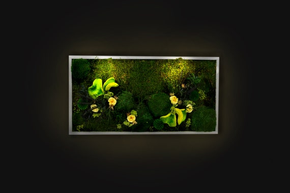Wall Art Preserved Moss Lighted Moss Wall Beautiful Preserved Moss  Artwork's With LED Lights Live Moss LED 