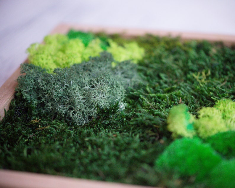 Reindeer Moss Wall Art Set of 3 Botanical Wall Art Set of 3 Etsy