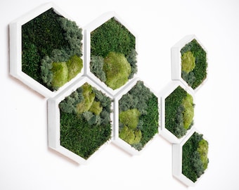 Moss Wall, Green Wall Art, Preserved Moss, Moss Wall Art Honeycomb, Live Moss, Hexagons Frames, Eco-Friendly Decor, Housewarming Gift