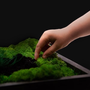 Puede incluir: Primer plano de una caja de madera rectangular llena de musgo verde vibrante. Una mano toca suavemente el musgo, resaltando la textura natural y las variaciones de color. El fondo es negro.