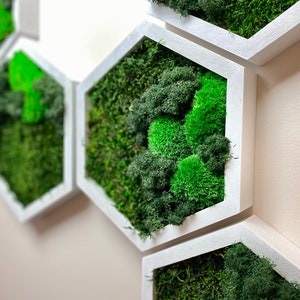 Honeycomb Moss Wall Art, Preserved Green Moss and Oak Wood