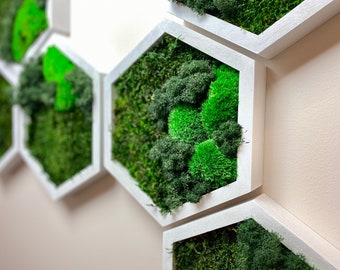 Honeycomb Moss Wall Art, Preserved Green Moss and Oak Wood