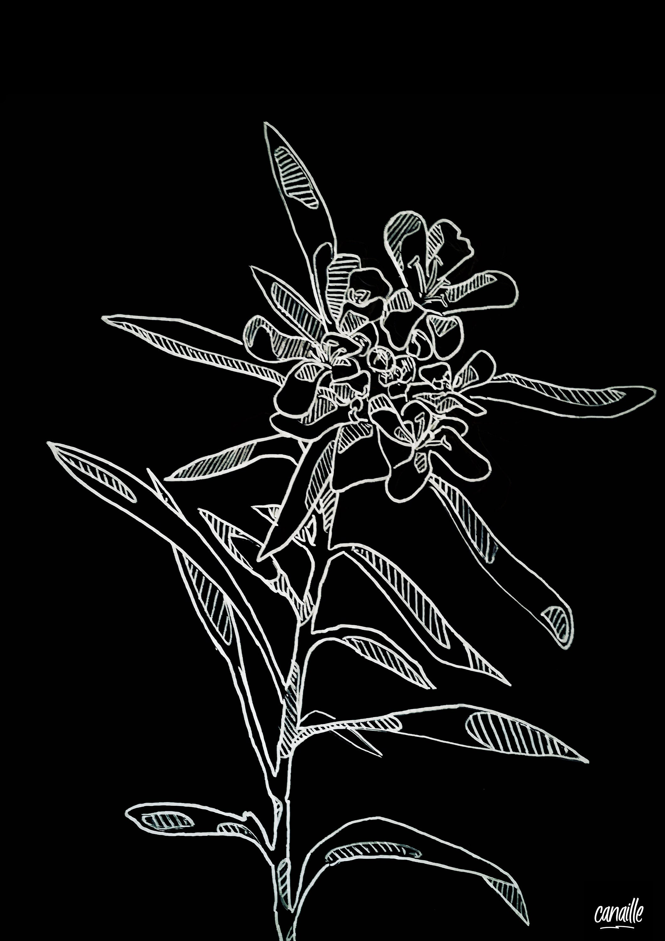 Affiche A3 - Fleurs/Wildflowers