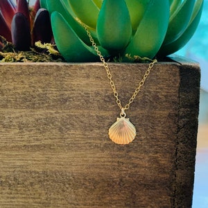 Dainty gold filled sea shell necklace, shell necklace, tiny seashell