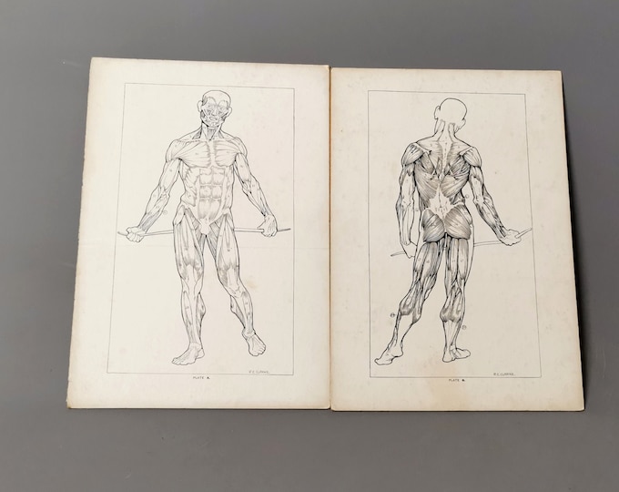 Vintage Anatomical prints, human muscular system