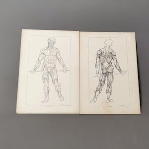 Vintage Anatomical prints, human muscular system