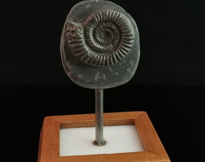 Antique Mounted Ammomite fossil, Jurassic period