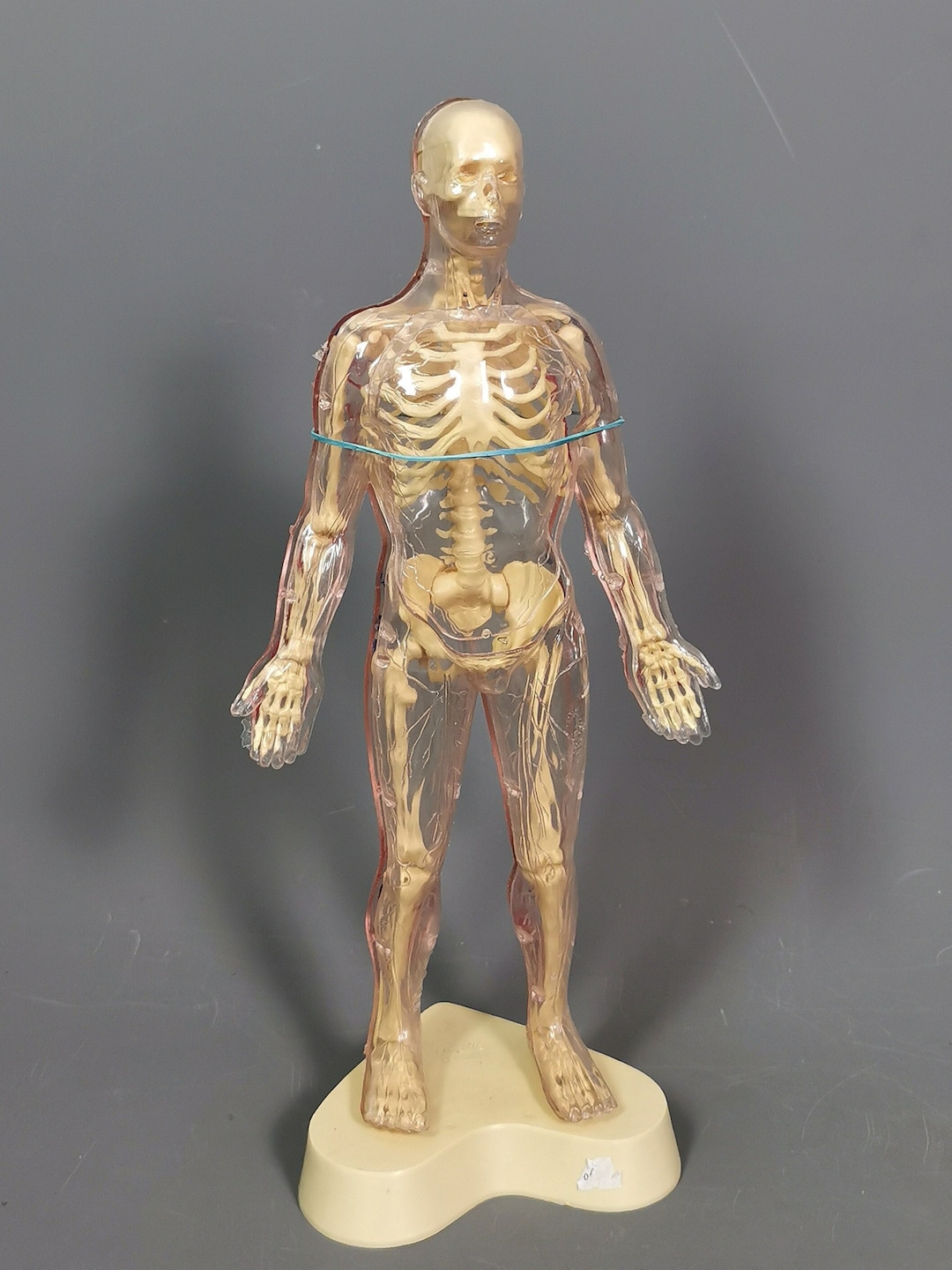The Visible Man by Renewal Human Anatomy Model Etsy