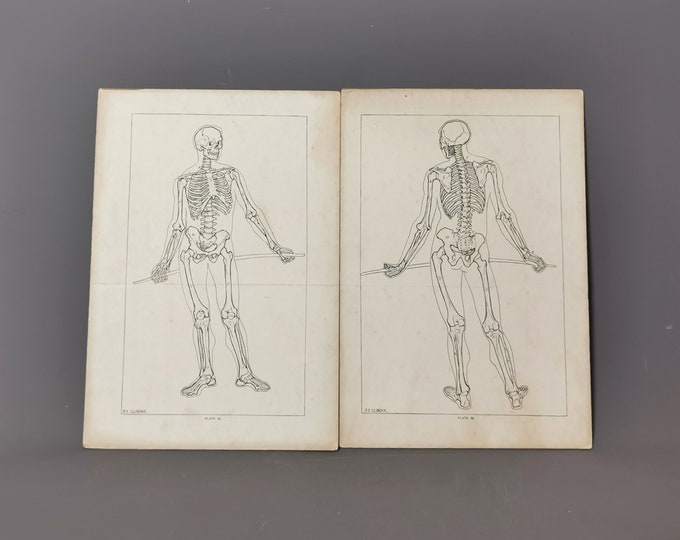 Vintage Anatomical prints, human skeletal system, skeleton