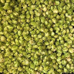 Puede incluir: Primer plano de una gran pila de lúpulo verde fresco. El lúpulo está muy apretado, con una mezcla de tonos verdes claros y oscuros. La imagen sugiere una cosecha o almacenamiento de lúpulo, un ingrediente clave en la elaboración de cerveza.