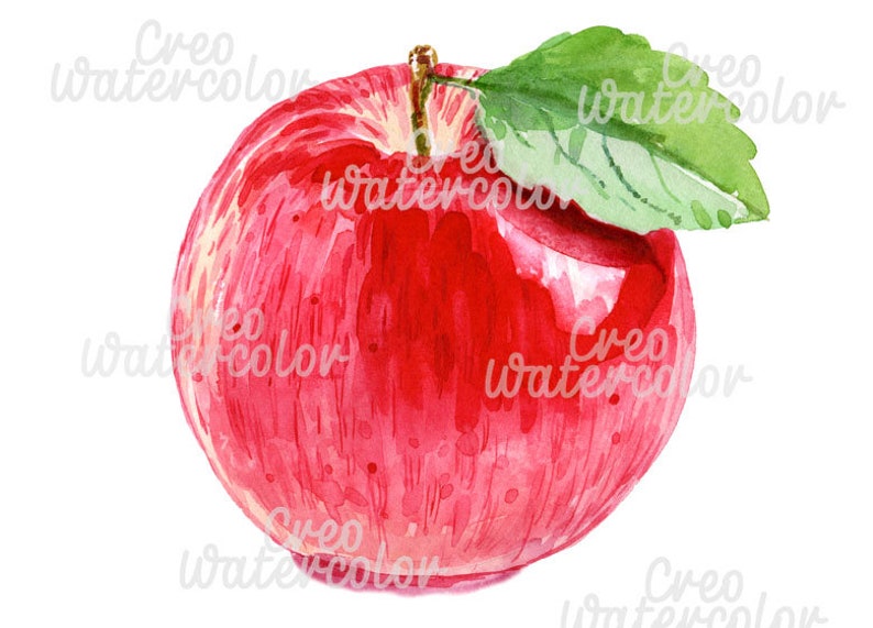 watercolor apple illustration digital printable hand painted leaf hand drawn commercial use instant dawnload png Apple clipart