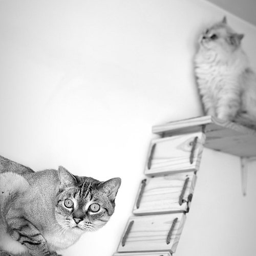 Garden Scene Wall Mural Garden Wallpaper Wall Decal Garden Etsy