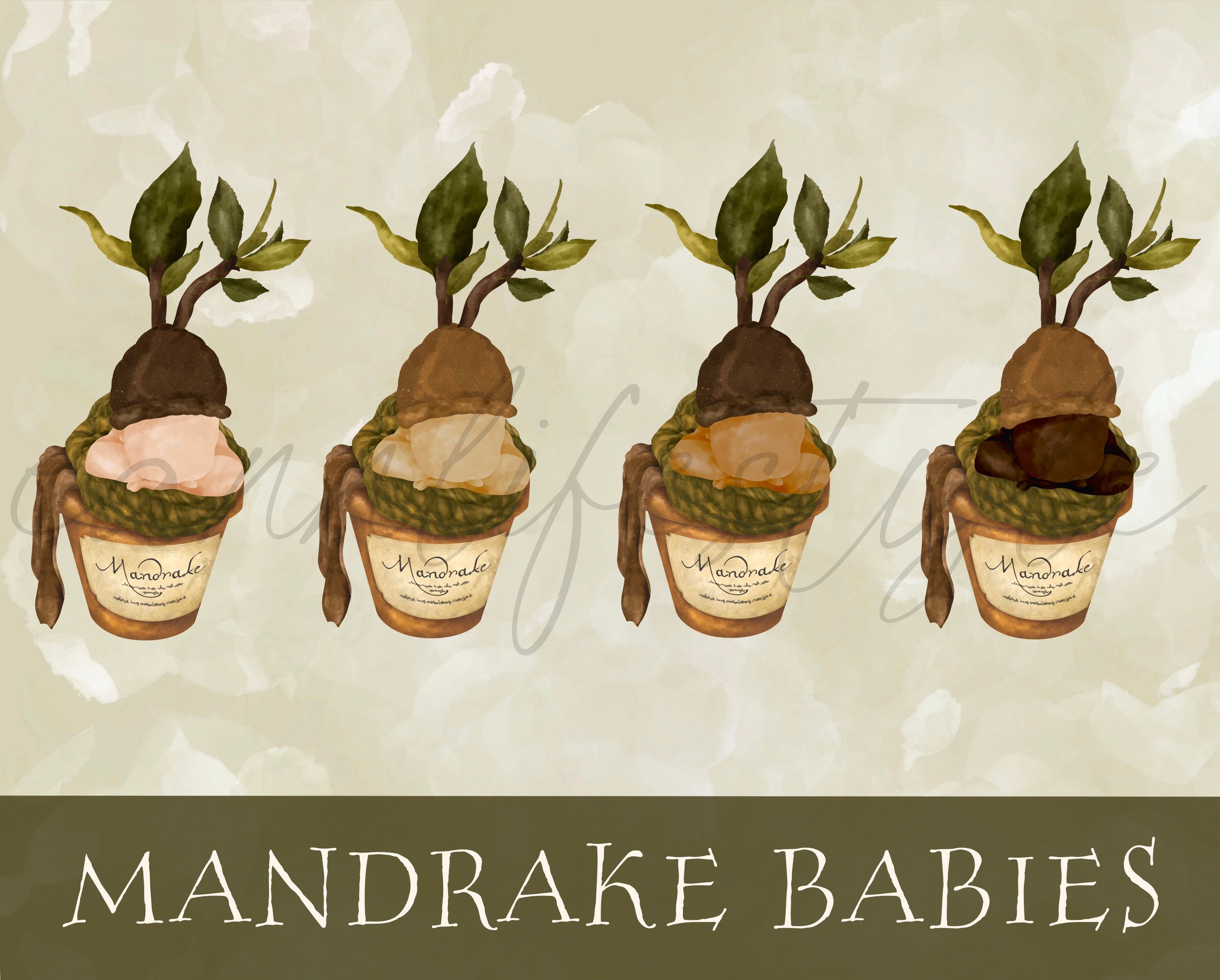 Mandrake Mandragora Root Vector Images (85)