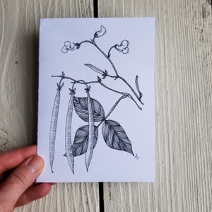 Tarjeta de felicitación de jardín botánico con remolacha o frijol, dibujada a mano en blanco y negro, con pluma y tinta, en blanco por dentro