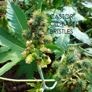 Puede incluir: Primer plano de una planta de ricino con hojas verdes y vainas de semillas espinosas. El texto "CASTOR OIL-BASED BRISTLES" es visible en la imagen.