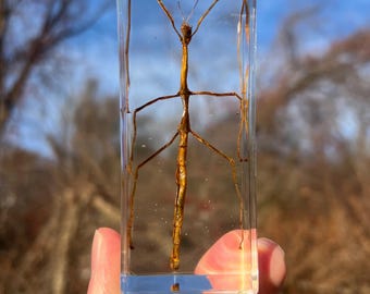 Stick Bug In Resin
