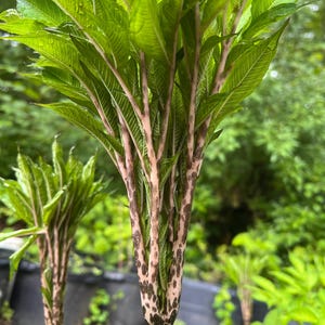 Amorphophallus Konjac Bulb: Hardy Arum Family Plant
