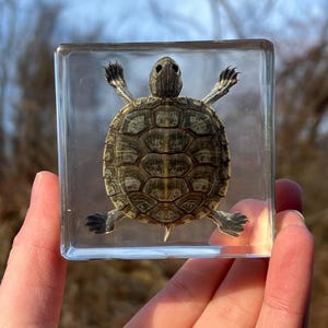 May include: A preserved turtle encased in a clear, rectangular block. The turtle has a brown and tan shell, with its limbs extended. The clear block allows for a full view of the turtle, showcasing its natural details. The background is blurred.