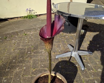 Amorphophallus Konjac