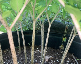 Leo’s song Amorphophallus Konjac single bulb