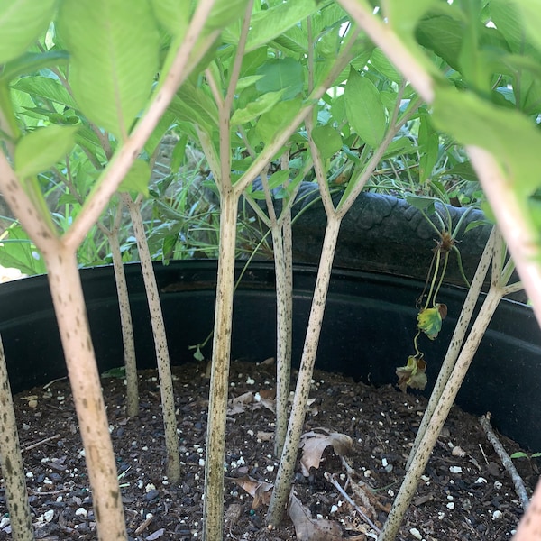 Leo’s song Amorphophallus Konjac single bulb