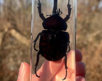 Unicorn Beetle In Resin