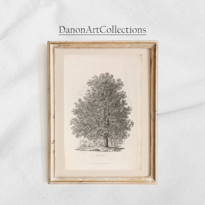 Chestnut Tree-  Vintage Chestnut Tree Drawing Print, Botanical Sketch, DIGITAL Printable Wall Art, created in 1817. #45
