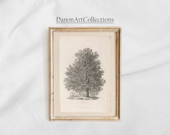Châtaignier - impression de dessin de châtaignier vintage, croquis botanique, art mural imprimable numérique, créé en 1817. #45