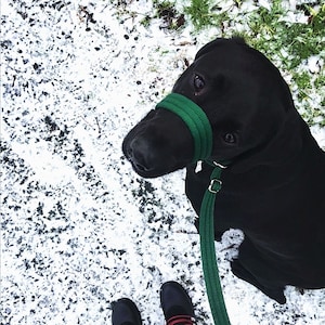May include: A black Labrador Retriever wearing a green muzzle and a leash, standing on a snowy surface. The dog is looking up at the camera. A person's legs and feet are visible in the bottom of the image, wearing black pants and red and black boots.