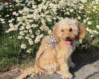 Daisy Dog Collars Leads Harnesses adjustable Cotton Accessories