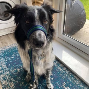 May include: A black and white border collie dog wearing a blue and green muzzle and a leash. The dog is sitting on a blue and green rug in front of a window.