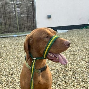 May include: A brown dog wearing a green and yellow head halter with a matching leash.