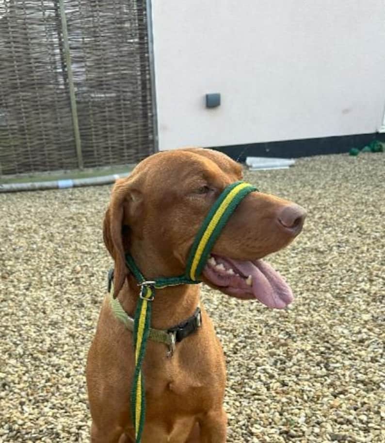 May include: A brown dog wearing a green and yellow head halter with a matching leash.
