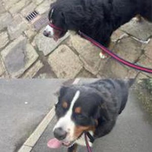 figure of 8 dog lead soft air webbing walking training lead comfortable adjustable image 2