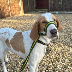 May include: A white and brown dog wearing a green and yellow muzzle and a green and yellow leash. The dog is standing on a gravel surface.