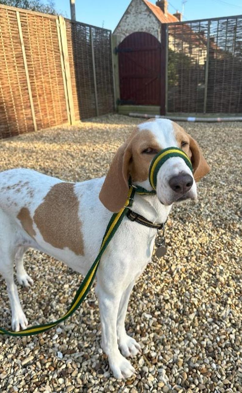 May include: A white and brown dog wearing a green and yellow muzzle and a green and yellow leash. The dog is standing on a gravel surface.