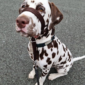 May include: A white and brown Dalmatian dog wearing a brown muzzle and a black leash. The dog is sitting on a gray asphalt surface.