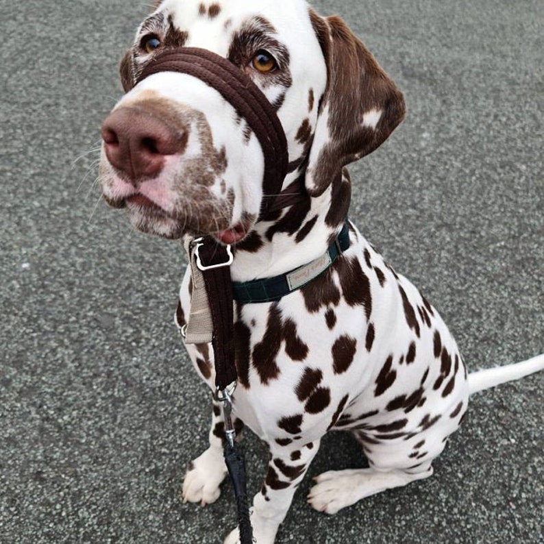 figure of 8 dog collar