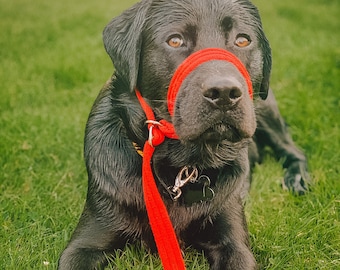 figure of 8 head collar adjustable dog walking aid soft air webbing comfortable bright colours