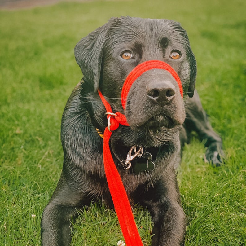 May include: A black Labrador Retriever wearing a red head halter and leash. The dog is sitting on green grass.