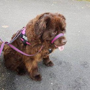 May include: A brown dog wearing a pink and black harness and a pink muzzle is on a leash. The dog is standing on a gray asphalt surface.