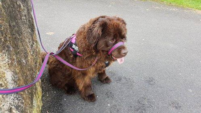 May include: A brown dog wearing a pink and black harness and a pink muzzle is on a leash. The dog is standing on a gray asphalt surface.