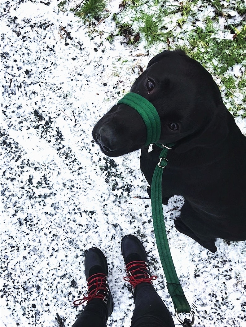May include: A black Labrador Retriever wearing a green muzzle and a leash, standing on a snowy surface. The dog is looking up at the camera. A person's legs and feet are visible in the bottom of the image, wearing black pants and red and black boots.