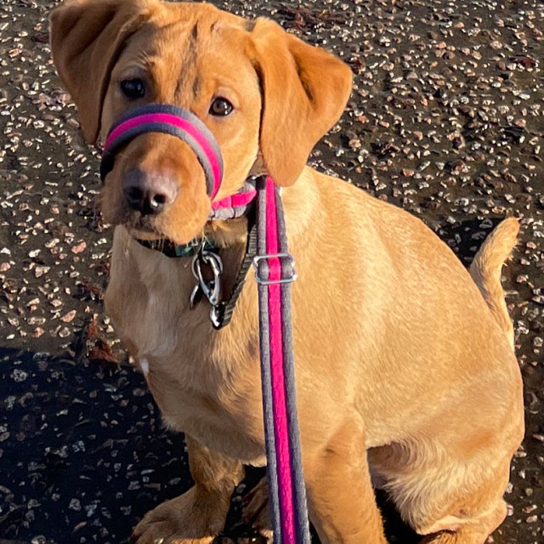 May include: A brown and white puppy wearing a pink and gray muzzle and a leash. The puppy is sitting on a gravel surface.
