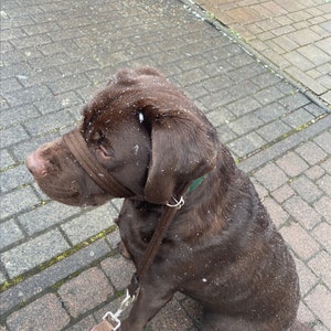 May include: A brown Labrador Retriever dog wearing a brown muzzle and a brown leash, sitting on a gray brick sidewalk. The dog is covered in light snow.