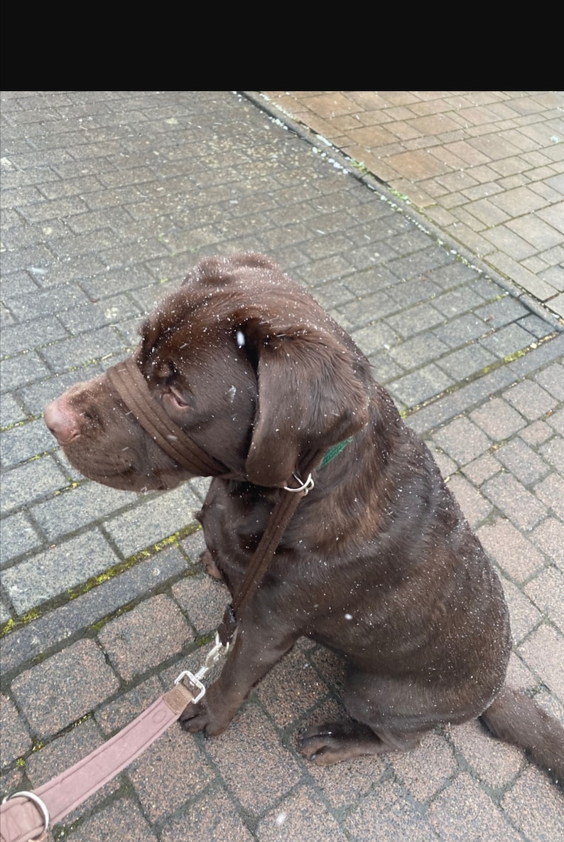 May include: A brown Labrador Retriever dog wearing a brown muzzle and a brown leash, sitting on a gray brick sidewalk. The dog is covered in light snow.