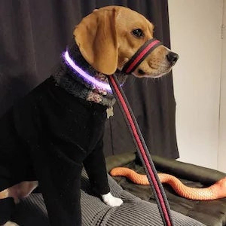 May include: A beagle dog wearing a black sweater and a purple LED collar, with a red and black striped leash attached to a harness. The dog is sitting on a gray surface with a long orange toy.