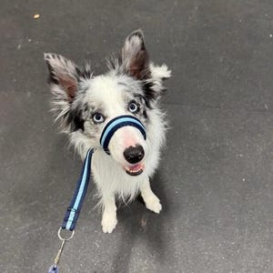 figure of 8 head collar adjustable dog walking aid soft air webbing comfortable bright colours image 2