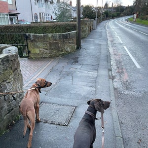 May include: Two dogs on leashes walking down a sidewalk. The dog on the left is a brown Rhodesian Ridgeback and the dog on the right is a black and brown German Shorthaired Pointer.
